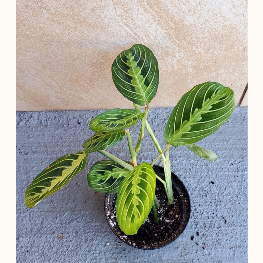 Maranta 'Lemon Lime' "G" | 3" Pot